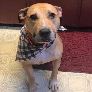 Meet your Posher, Sandy